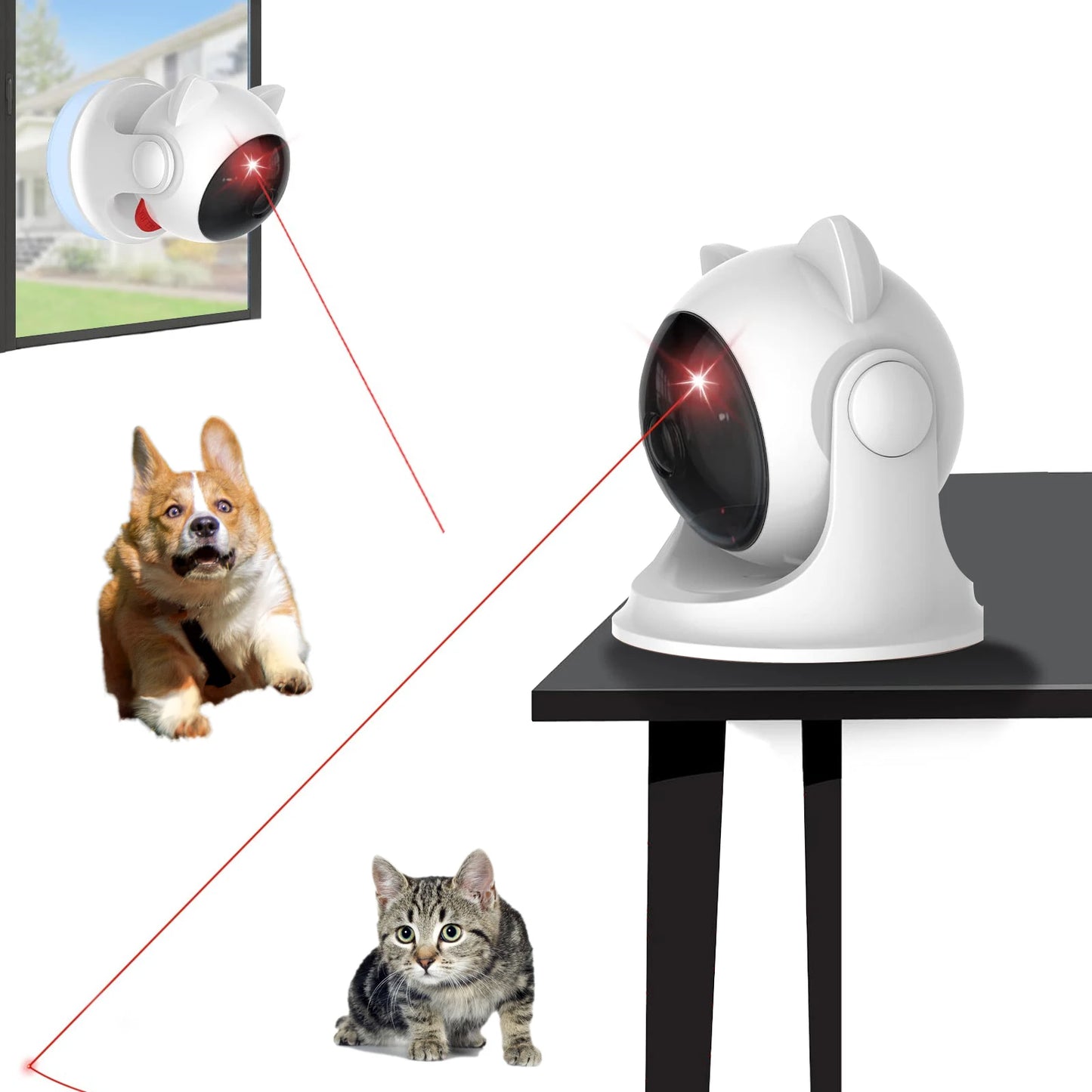 Laser Voor Katten